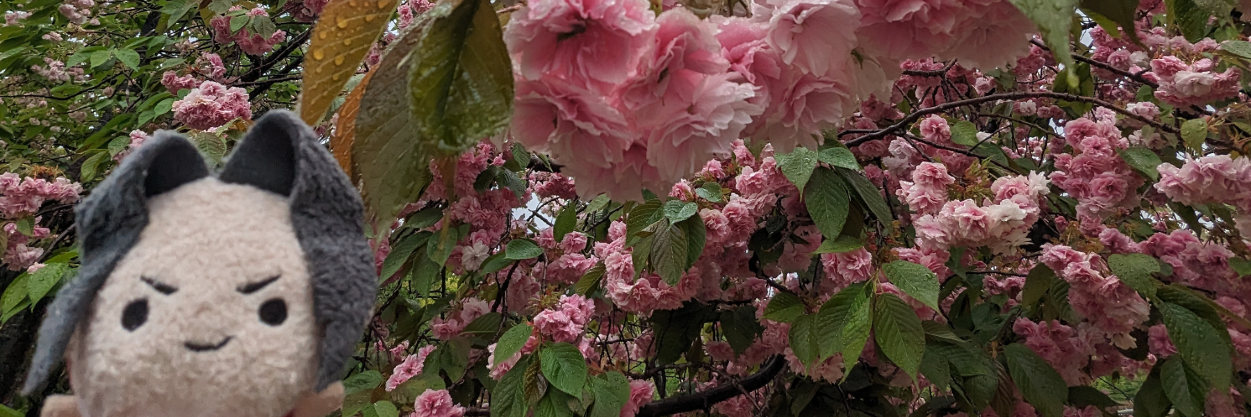 header image