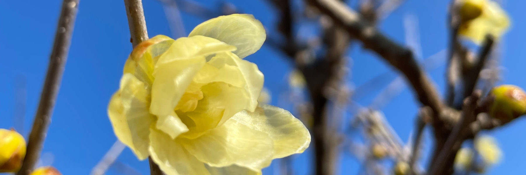 header image