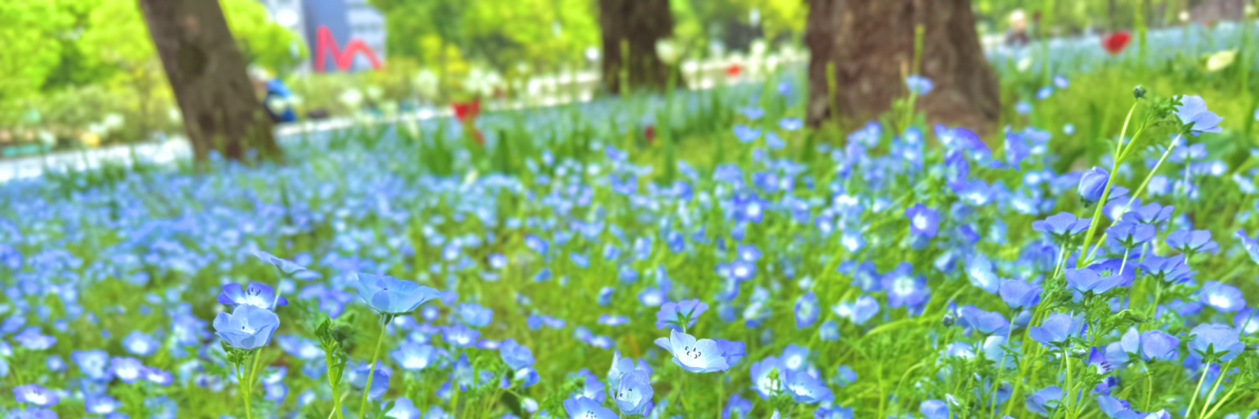 header image