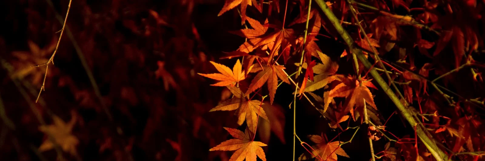 header image
