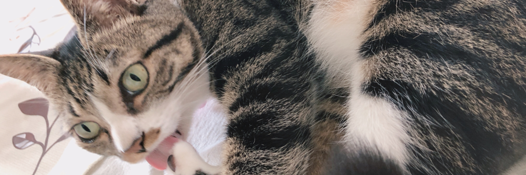 header image