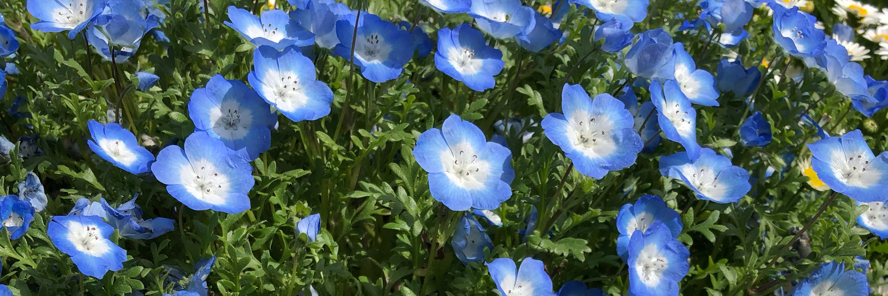 header image