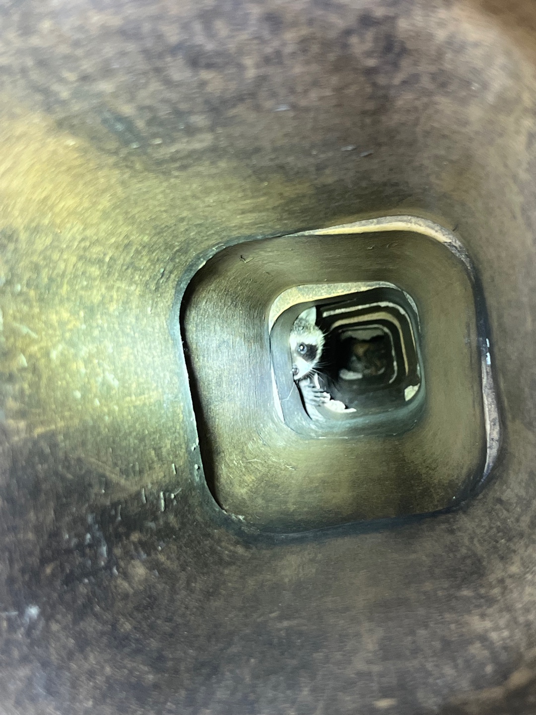 Raccoon's face peeking out from chimney flue