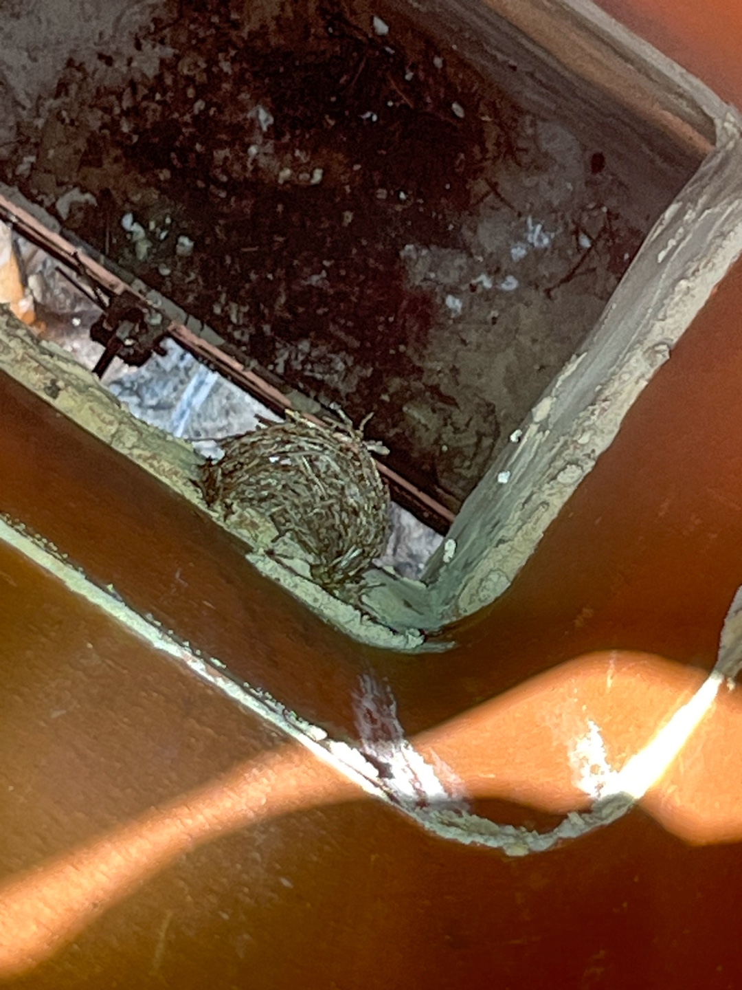 Bird's nest visible inside a chimney before removal process.