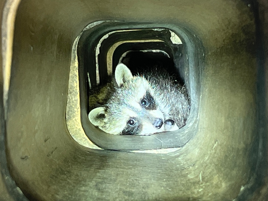 Raccoon peeking through opening