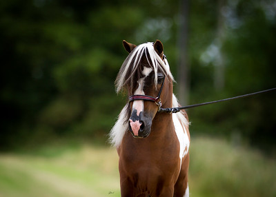 Horse gallery photo 3