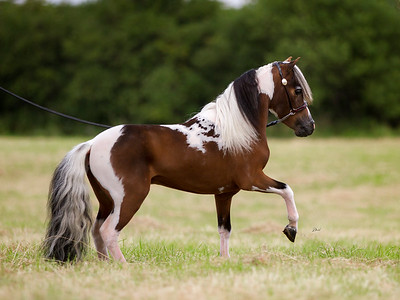 Horse gallery photo 4