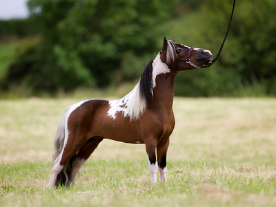 Horse gallery photo 2