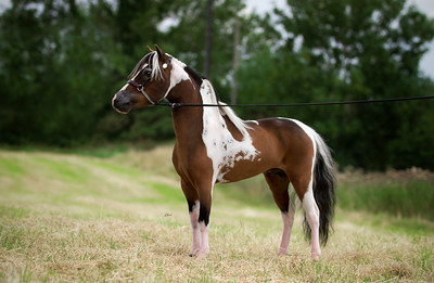 Horse gallery photo 1