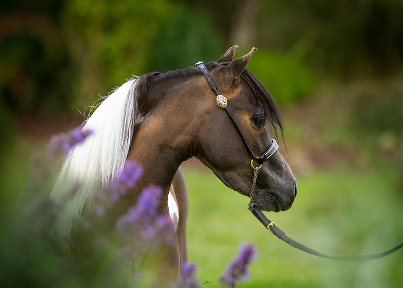 Horse gallery photo 9