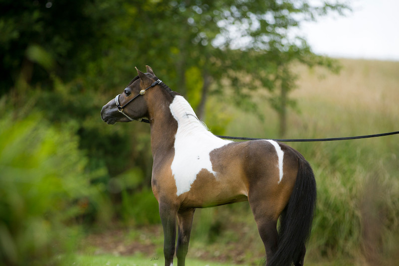 Horse gallery photo 15