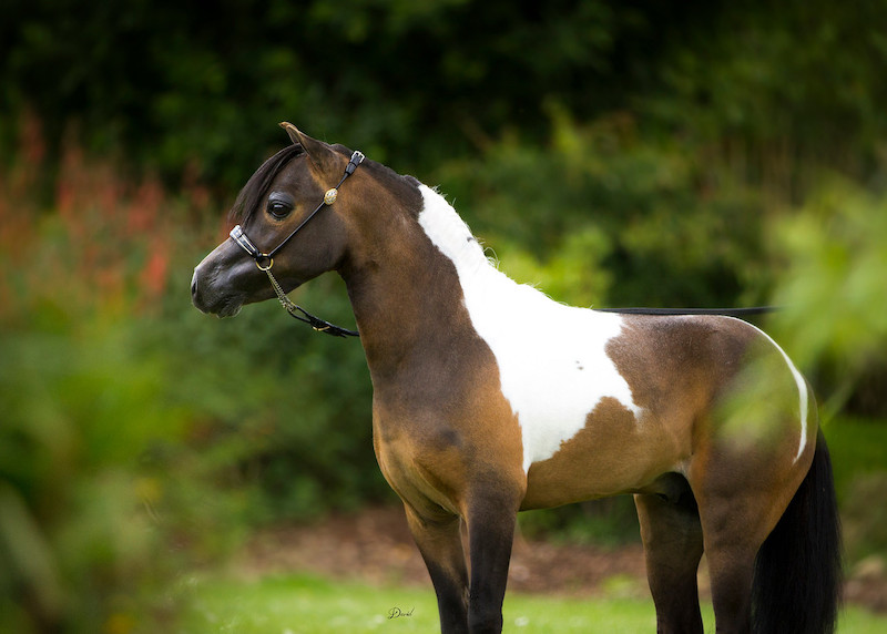 Horse gallery photo 13