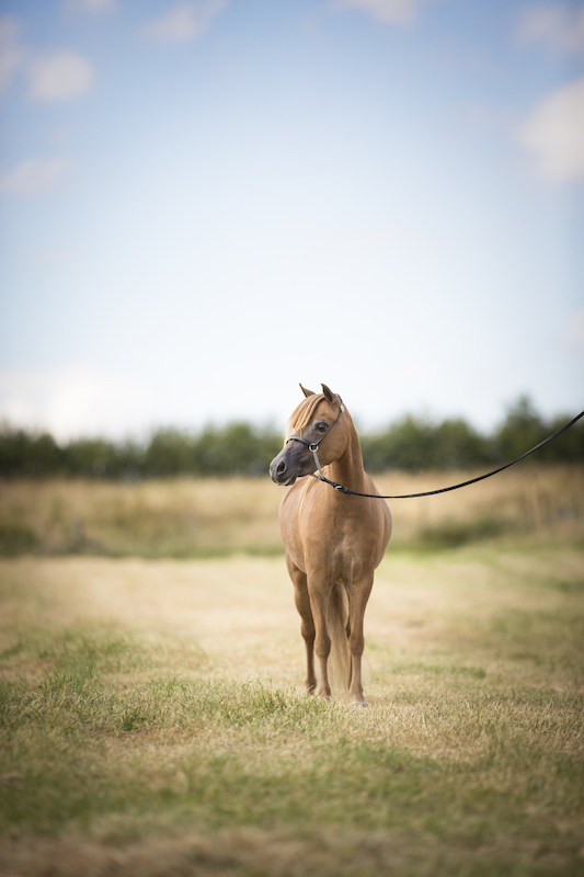 Horse gallery photo 7