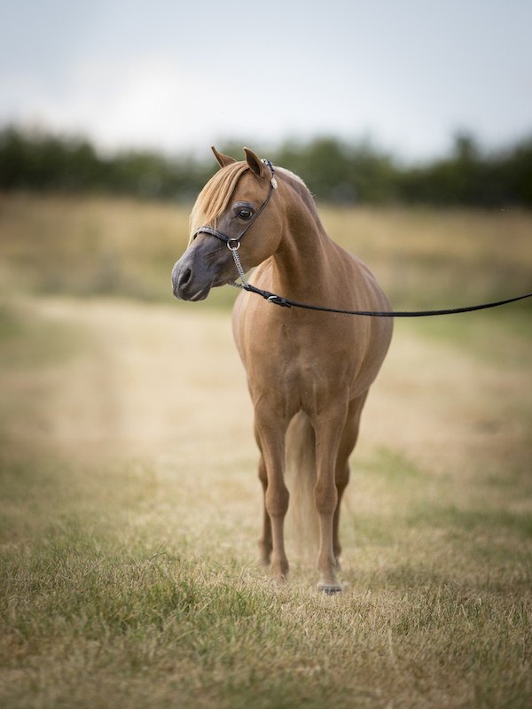 Horse gallery photo 9