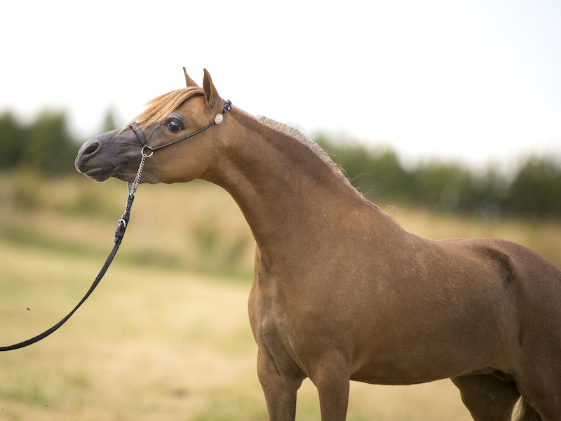 Horse gallery photo 3