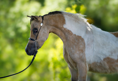 Horse gallery photo 1