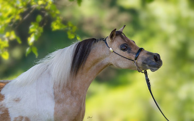 Horse gallery photo 2