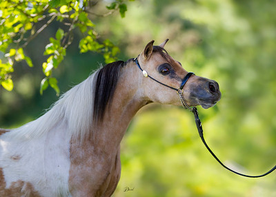Horse gallery photo 4