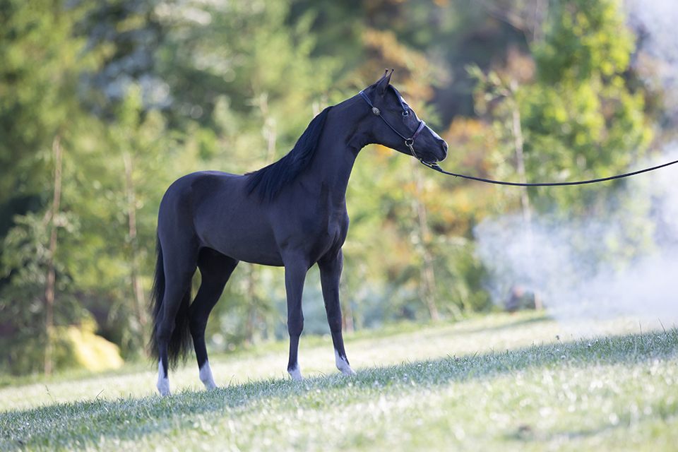 Horse gallery photo 5