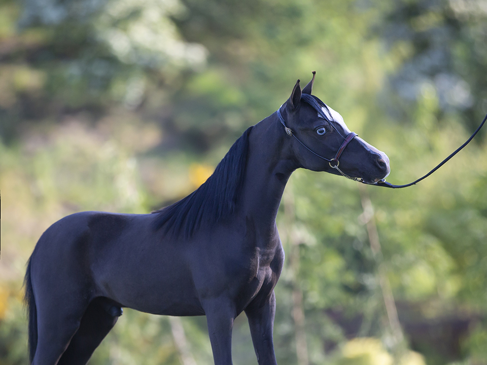 Horse gallery photo 7