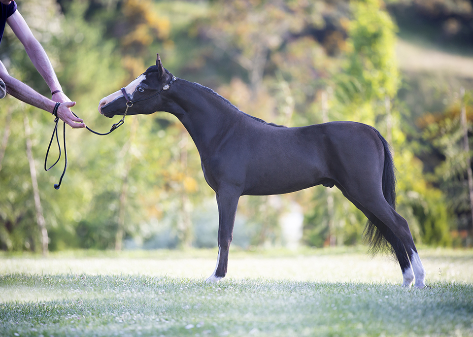 Horse gallery photo 8