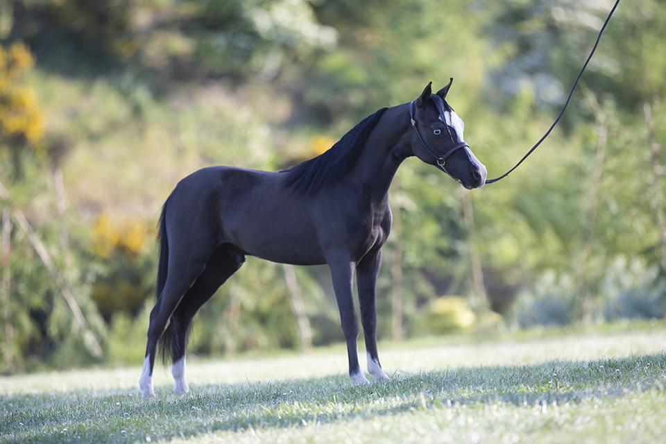 Horse gallery photo 2