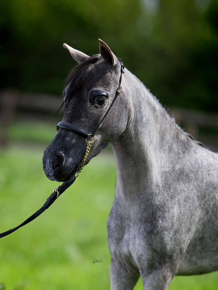 Horse gallery photo 3