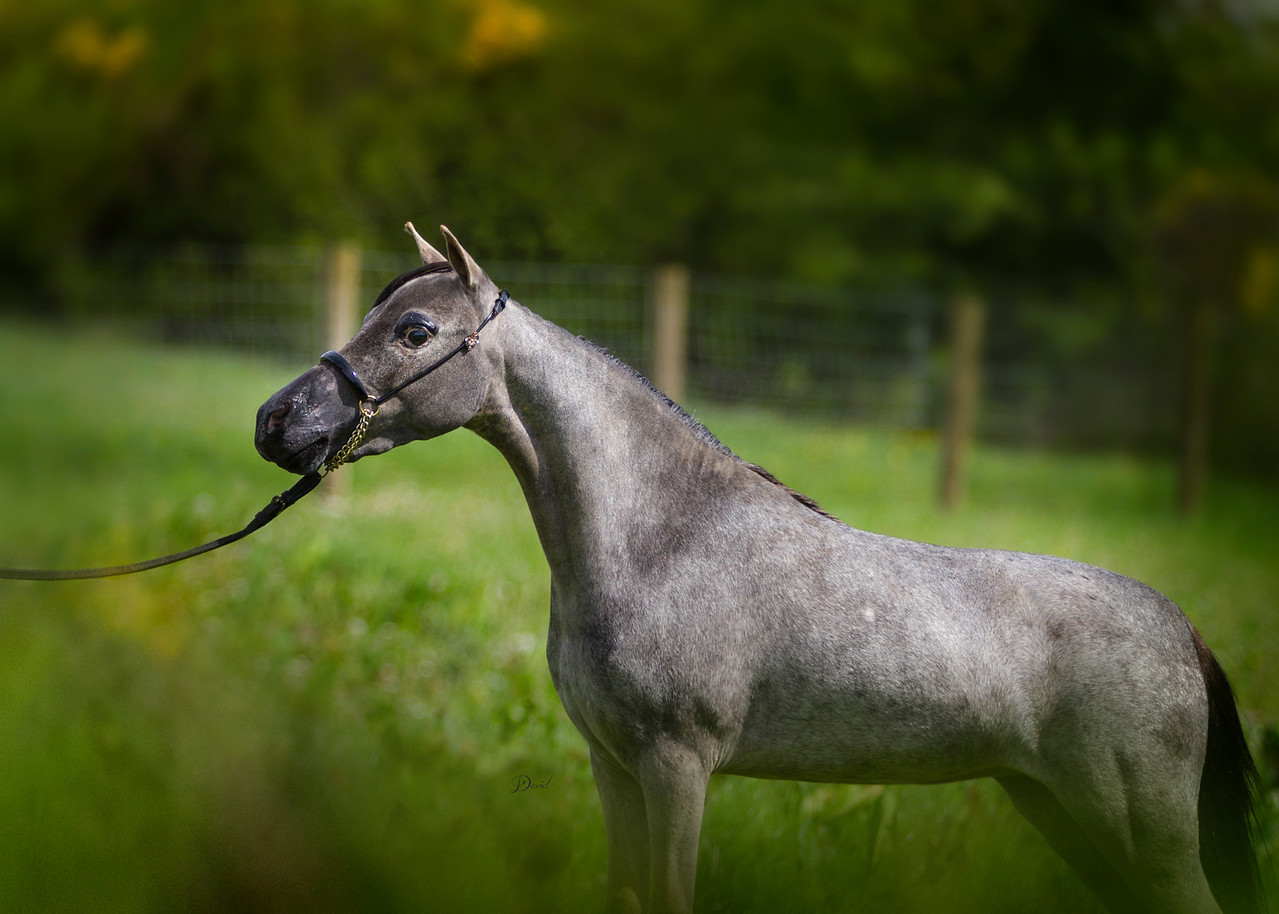 Horse gallery photo 5