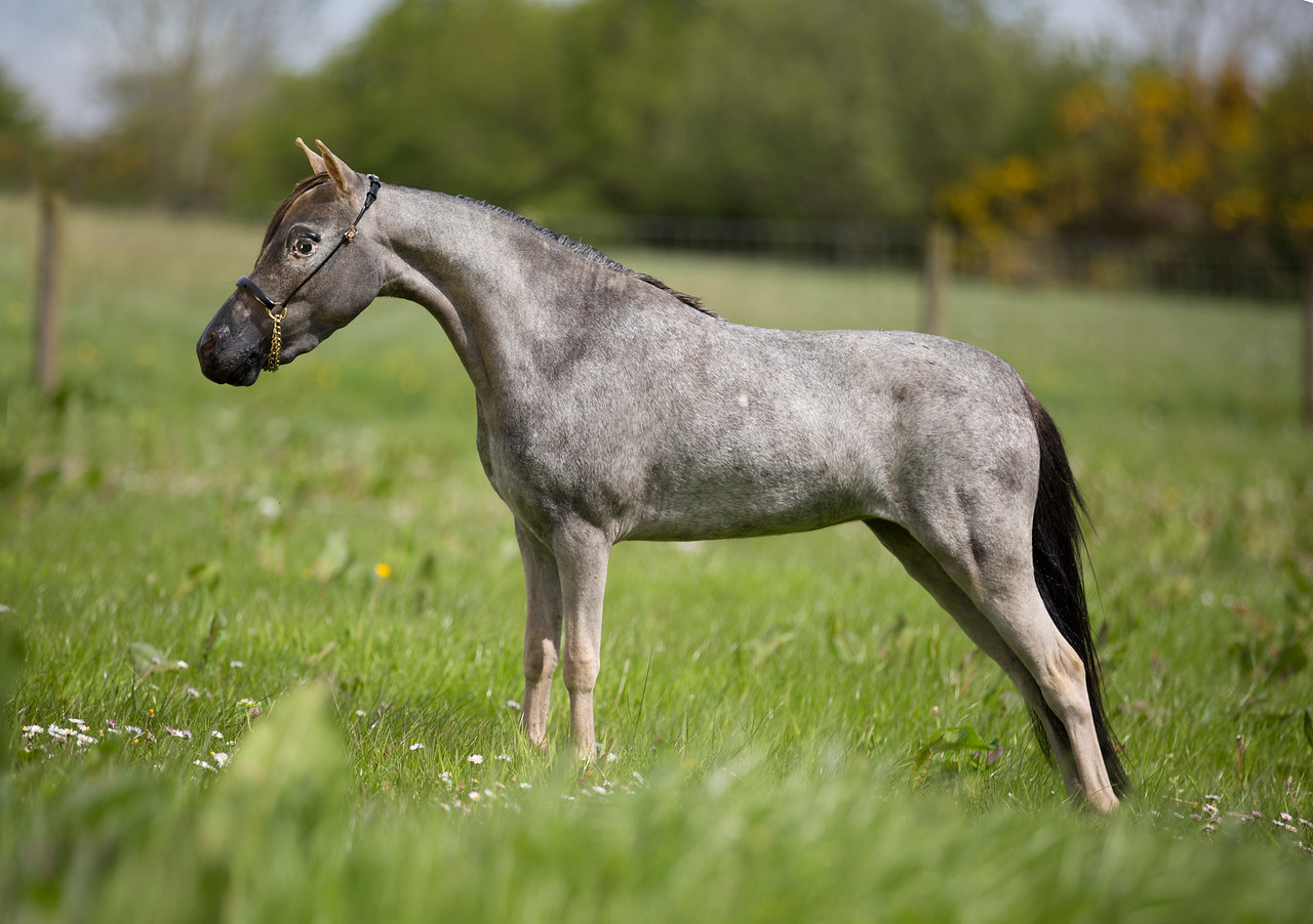Horse gallery photo 4