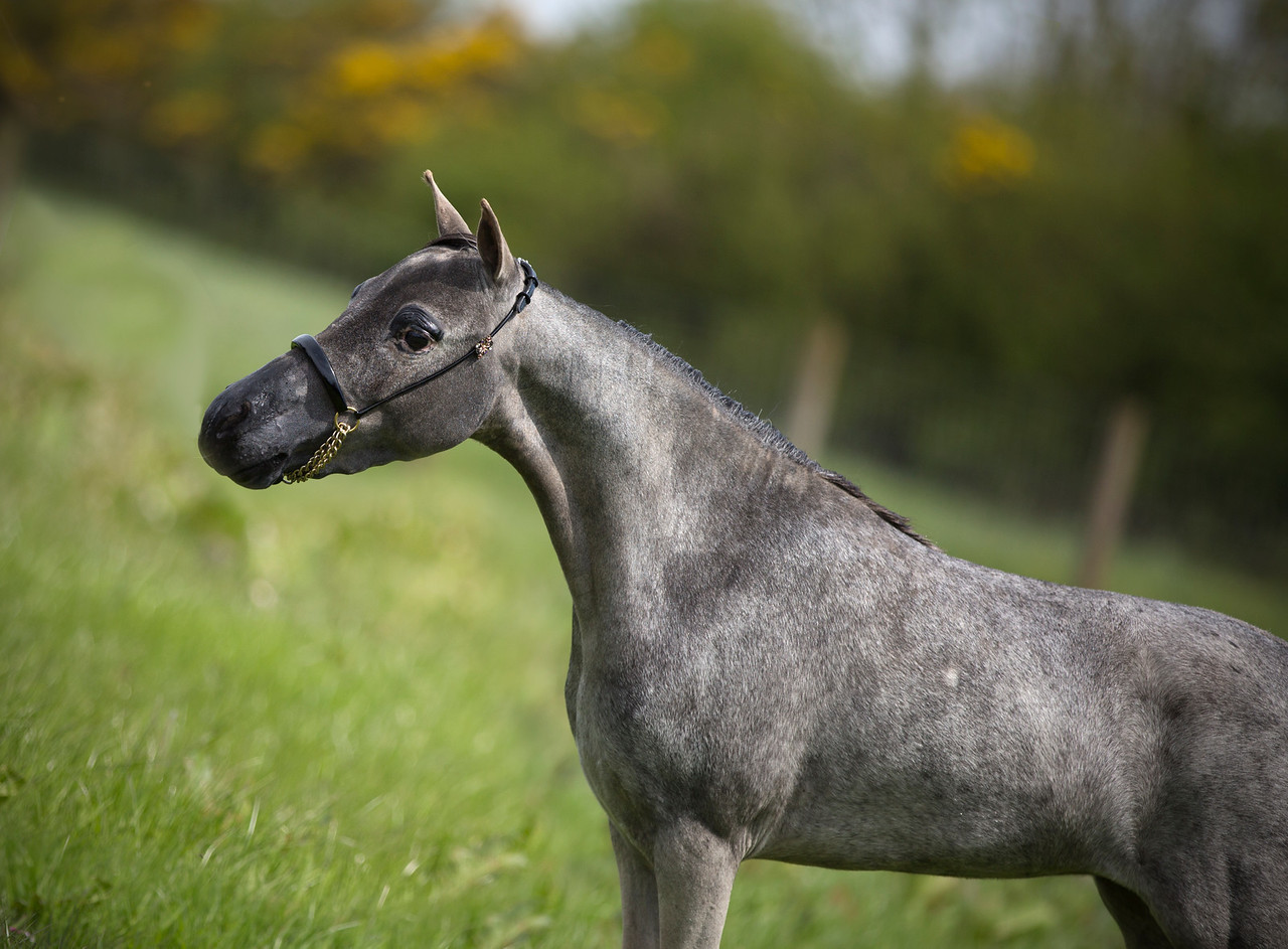 Horse gallery photo 7