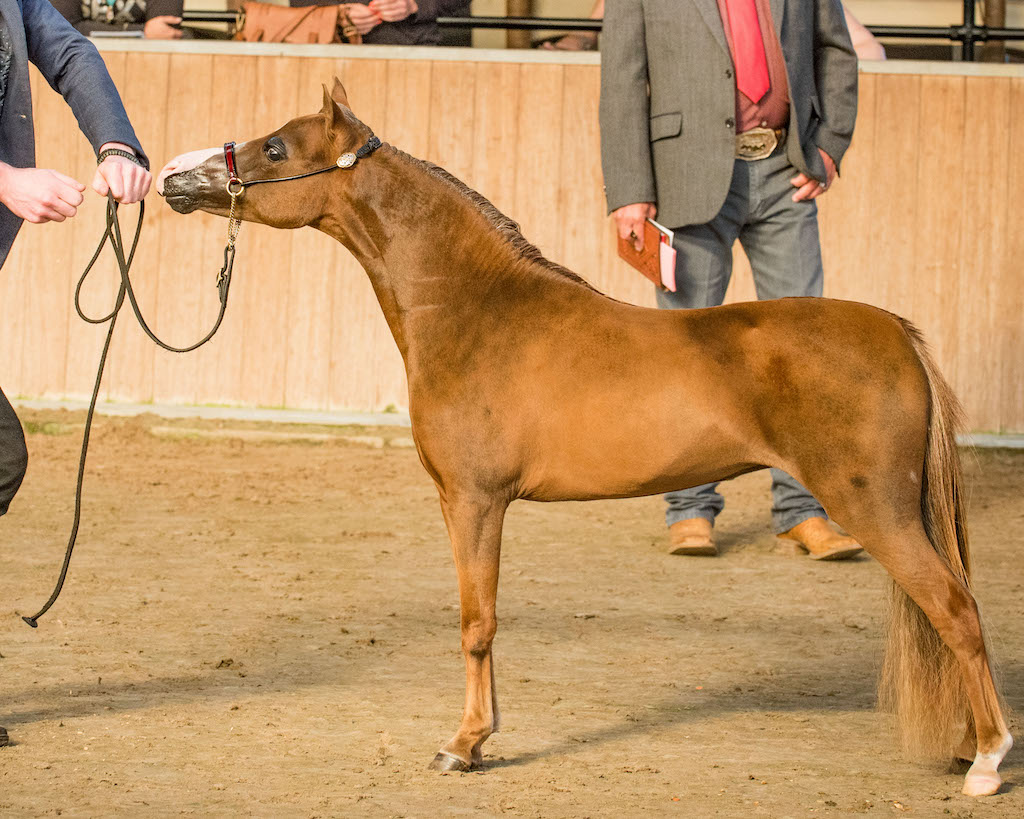 Horse gallery photo 7
