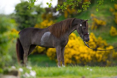 Horse gallery photo 7