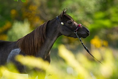 Horse gallery photo 1