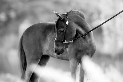Horse gallery photo 3