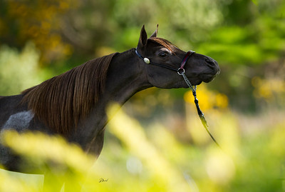 Horse gallery photo 6
