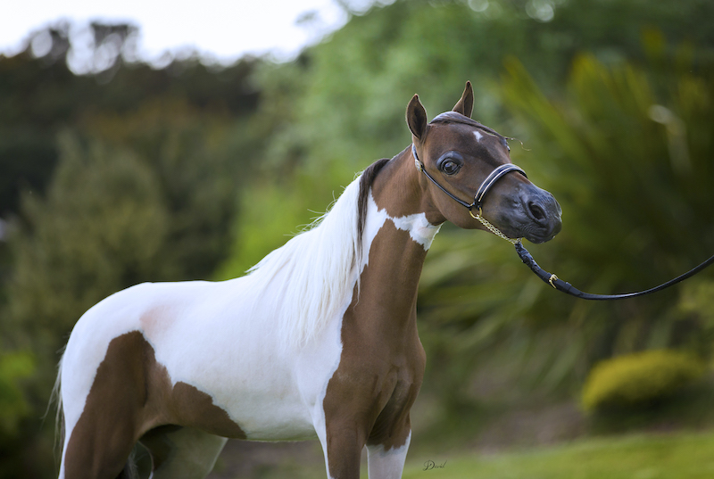 Horse gallery photo 4