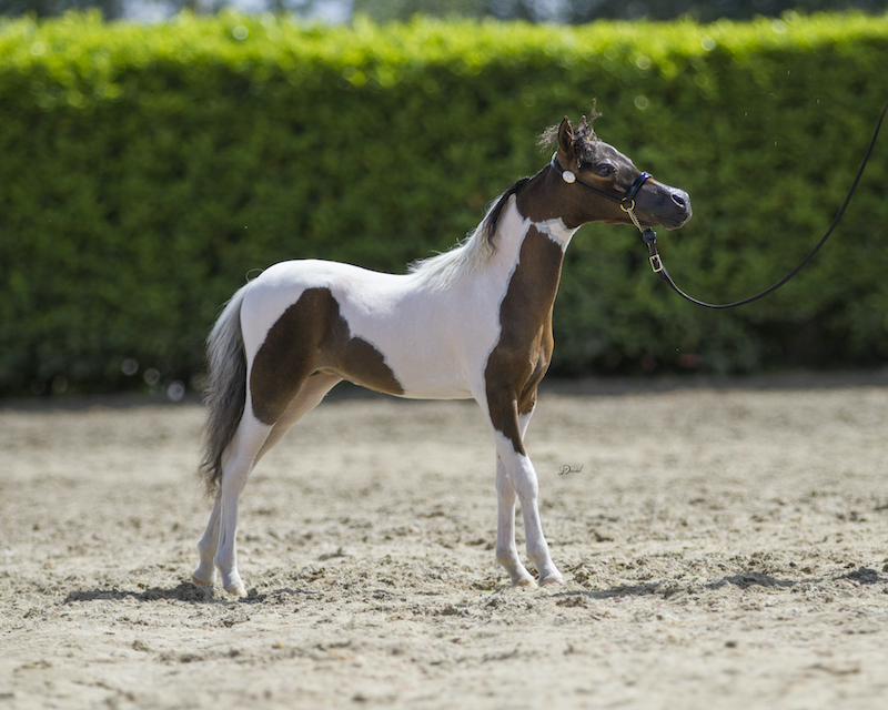Horse gallery photo 12