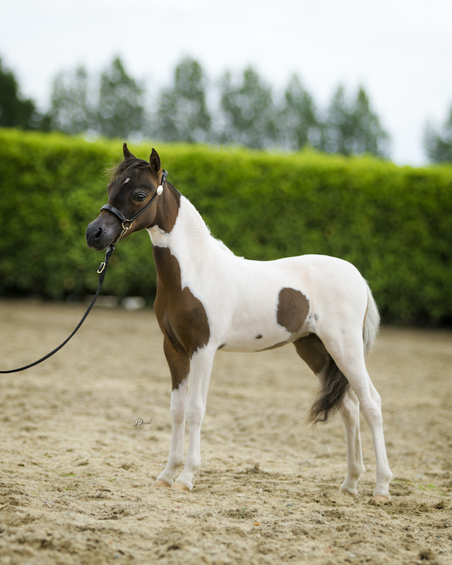 Horse gallery photo 6