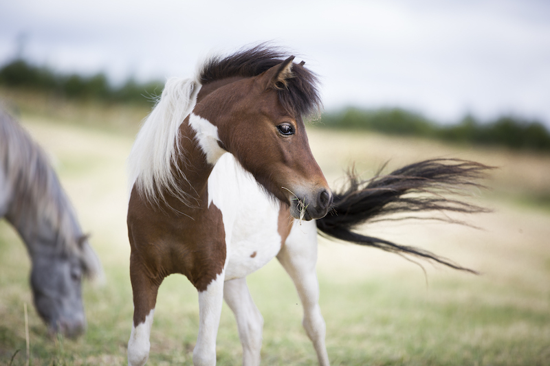 Horse gallery photo 7