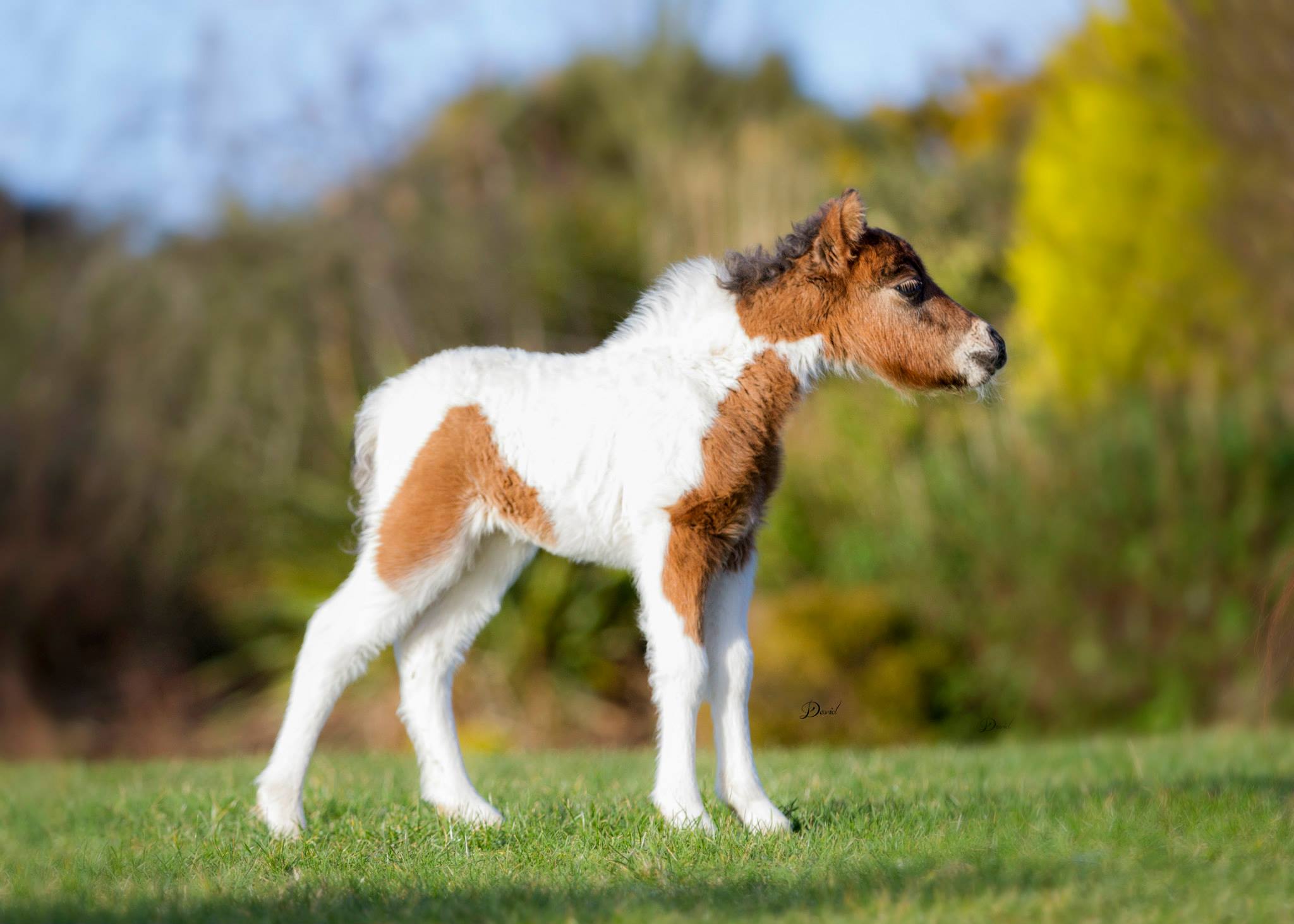 Horse gallery photo 1