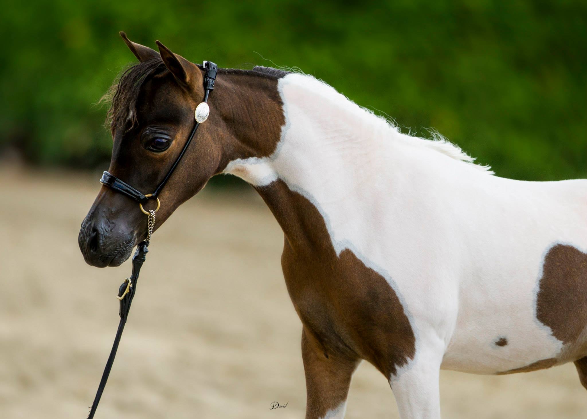Horse gallery photo 2