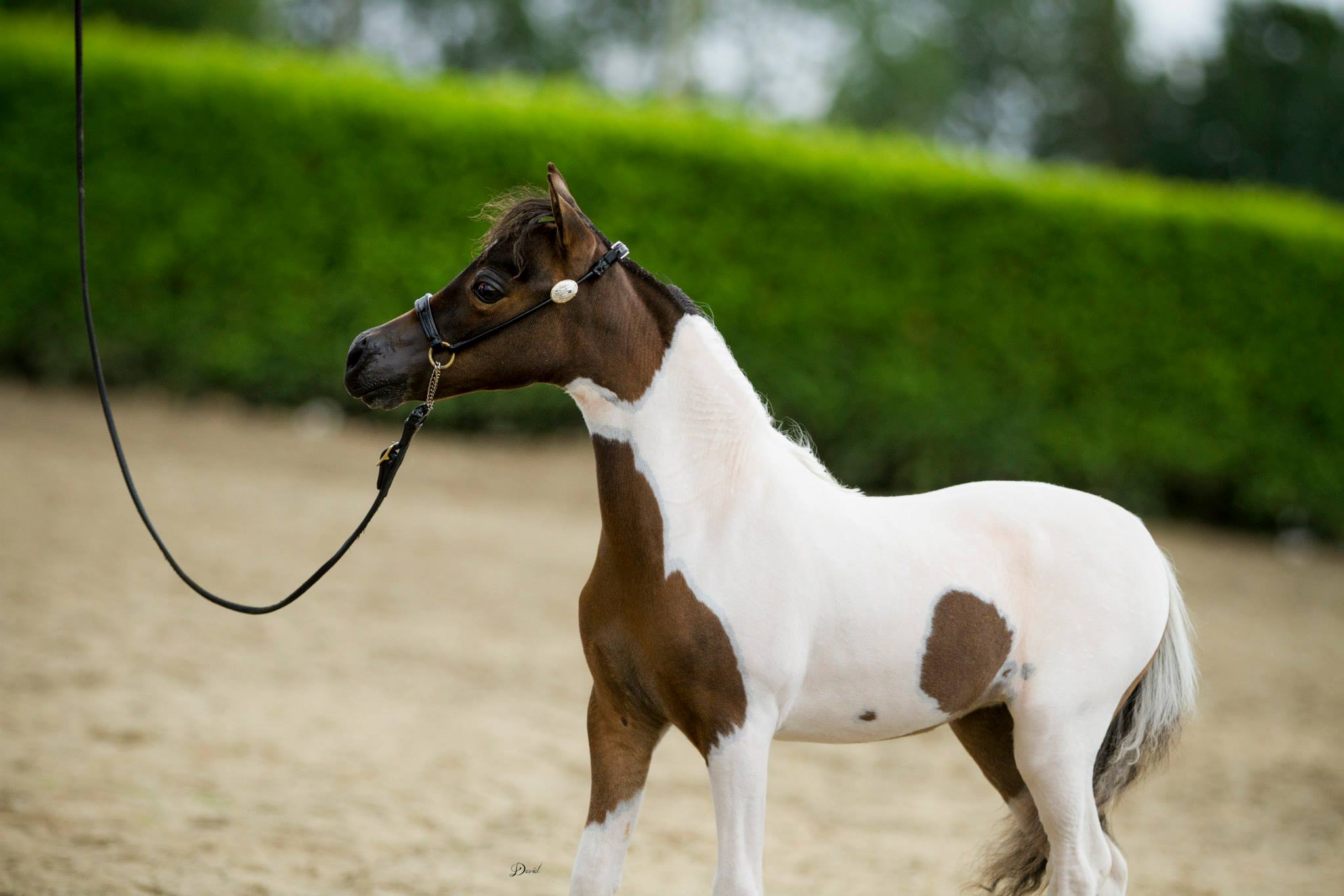 Horse gallery photo 5