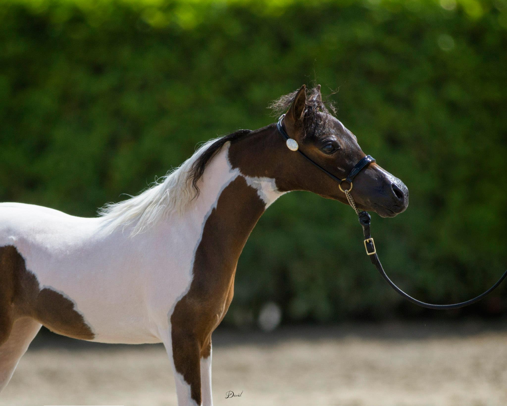 Horse gallery photo 10