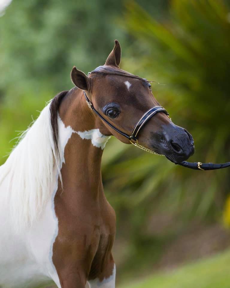 Horse gallery photo 11