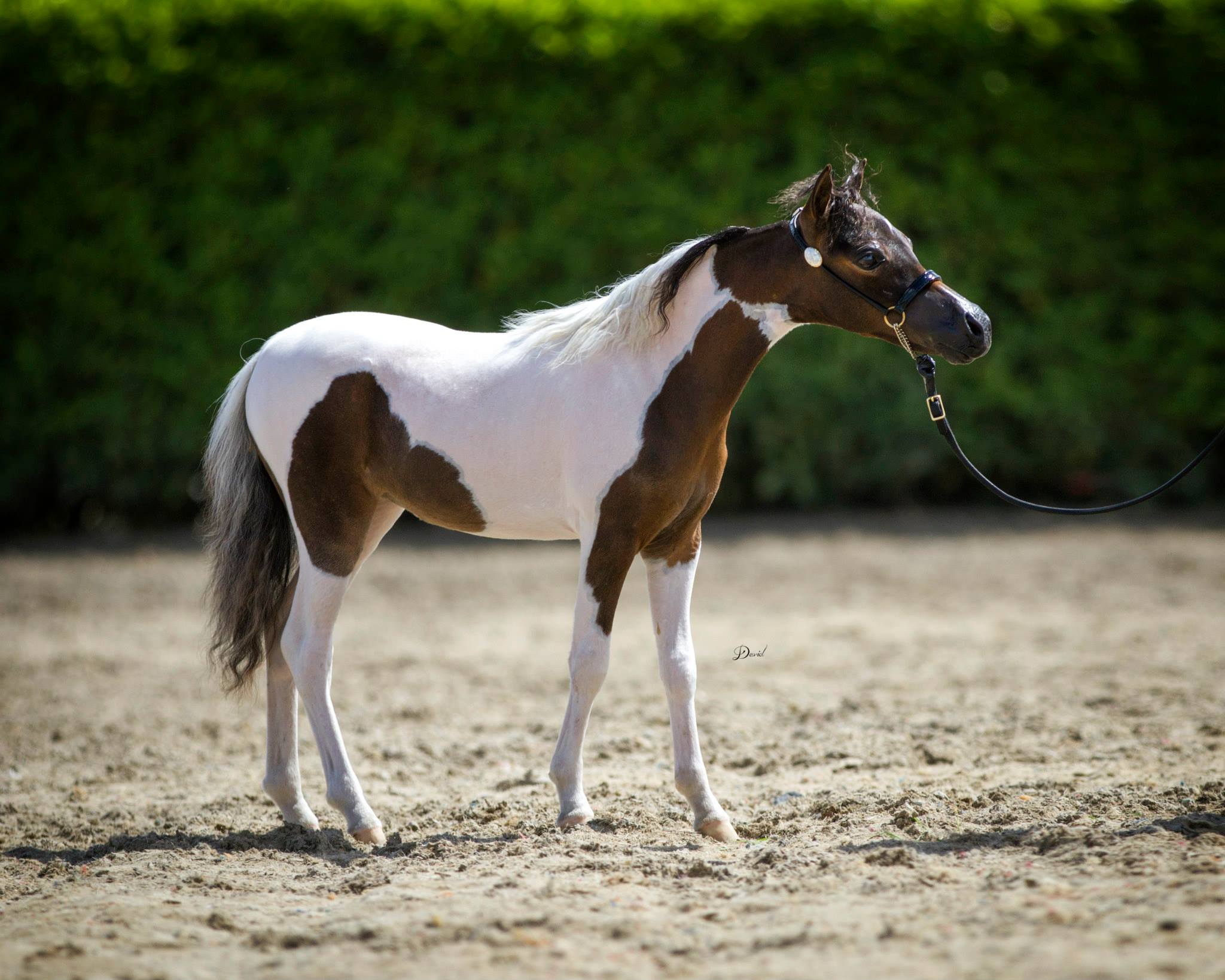 Horse gallery photo 8