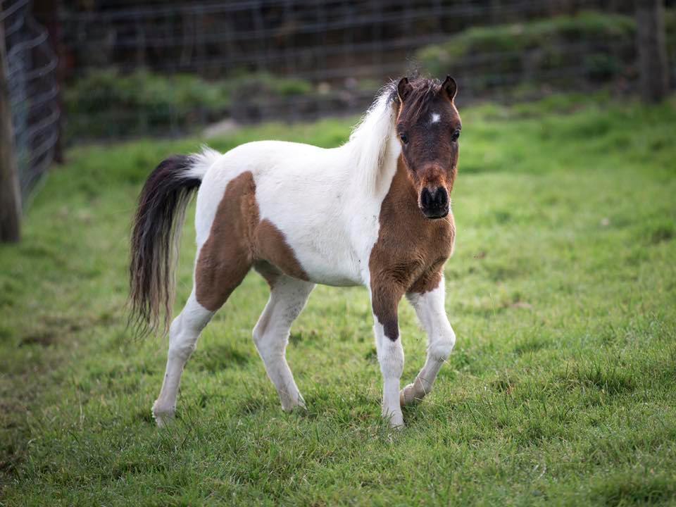Horse gallery photo 3