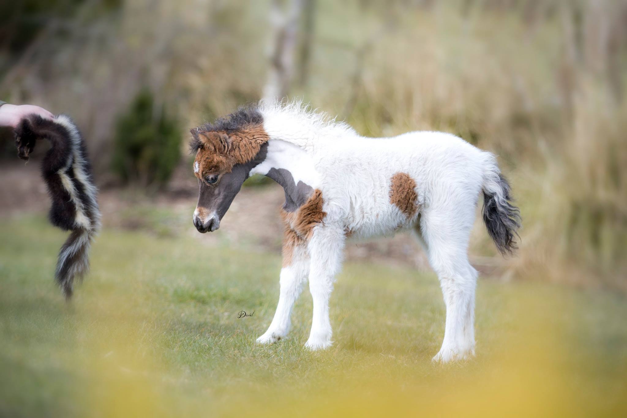Horse gallery photo 9