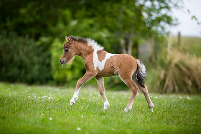 Horse gallery photo 5