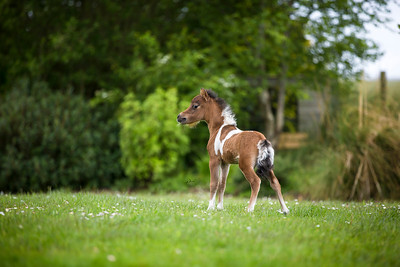 Horse gallery photo 7