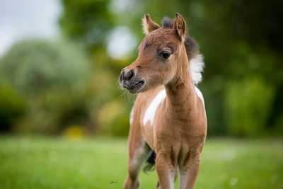 Horse gallery photo 6